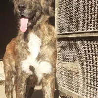 ماده خراسانی