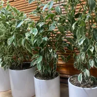 هدیه مادر گلدان بنجامین