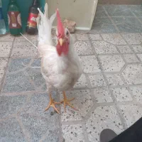 ۲ تا خروس دوتا مرغ