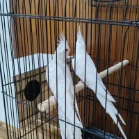 یک جفت عروس هلندی نر وماده البینو