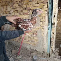 مرغ لاری|حیوانات مزرعه|تربت جام, جامرود|دیوار