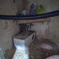 ۳عدد مرغ عشق