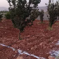 فروش باغ شخصی دالین|فروش خانه و ویلا|شیراز, تاچارا|دیوار