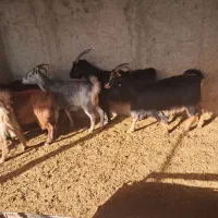 ماده بز|حیوانات مزرعه|هشتگرد, تهران دشت|دیوار