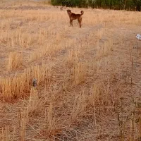 توله پژدر  نر ۱۵ ماهه|سگ|خمین, |دیوار