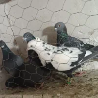 کفتر پرشی|پرنده|تاکستان, |دیوار