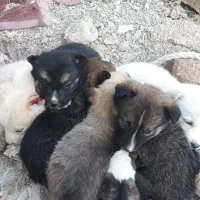 سگ هاسکی|سگ|آشخانه, |دیوار