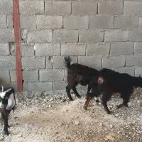 فروش کهره ماده کنگان|حیوانات مزرعه|بندر کنگان, |دیوار