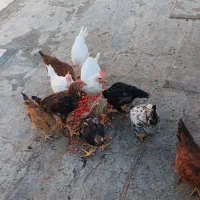 جوجه مرغ و خروس جوان|حیوانات مزرعه|کرمانشاه, |دیوار