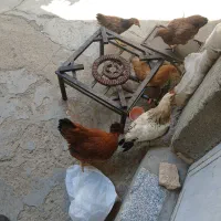 مرغ و خروس