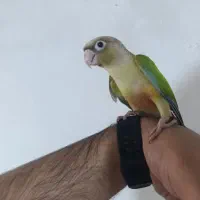 دوعدد جوجه گرنچیک سرلاکی و نرم خوری میکنن دستی