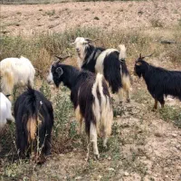 تعدادی کهره نر چاق و دوعدد بز آبستن ویک عددبره