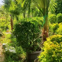 فروش گل وگیاه بیرونی