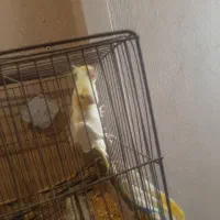 عروس هلندی|پرنده|رشت, پاره بیجار|دیوار