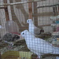 کبوتر کاکلی|پرنده|شیراز, حومه شیراز|دیوار