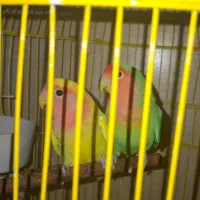 طوطی برزیلی