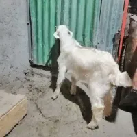 کهره ماده|حیوانات مزرعه|چغادک, |دیوار