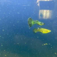 بچه ماهی گوپی بلو مسکو