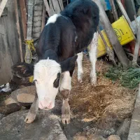 گوساله هلشتاین نر|حیوانات مزرعه|گرگان, |دیوار