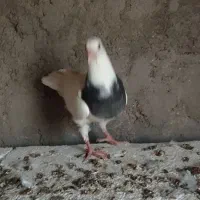 دوتا جوجه