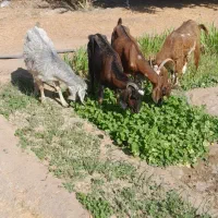 بز ابستن|حیوانات مزرعه|جیرفت, |دیوار