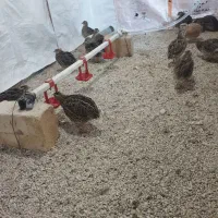 بلدرچین تخم گذار