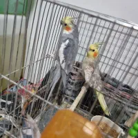 یک جفت عروس هلندی