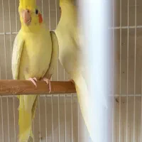 چند جفت عروس هلندی تک خال و دوکت و زعفرانی|پرنده|لنگرود, |دیوار
