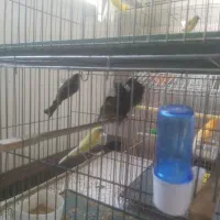 ۵عدد قناری گنجشکی جوان زیبا