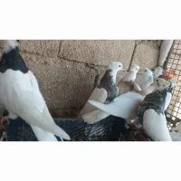 طوقی|پرنده|شوشتر, |دیوار