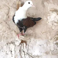 کفتر|پرنده|نیشابور, بکاول|دیوار