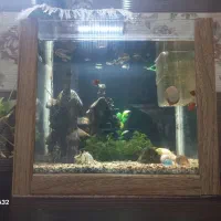 اکواریم بدون تجهیزان وماهی|ماهی|برخوار, |دیوار