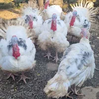 بوقلمون کیلویی۲۵۰۰۰۰هزار و اردک  دونه ای ۴۰۰|حیوانات مزرعه|لاهیجان, آهندان|دیوار