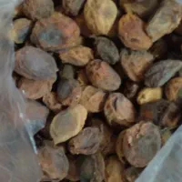 زردآلو خشک محلی وهسته زردالو شیرین