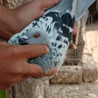 کبوتر ماده شامی شرتی