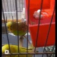 مرغ عشق تخم گذار‌وگل قیمت مناسب