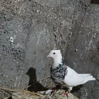 کبوتر رنگی توقی