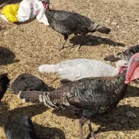 بوقلمون برنزه و اسلیت