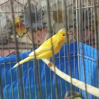 قناری|پرنده|کیار, |دیوار