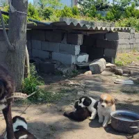 سگ نگهبان