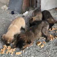 واگذاری سگ|سگ|مشکیندشت, |دیوار