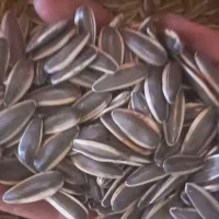 تخمه درجه یک ایرانی دانه درشت