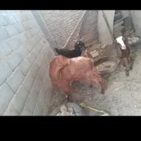 پاچن گم شده هر کی دید اطلاع بده لطفا|حیوانات|سراوان, |دیوار