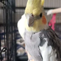 عروس هلندی گمشده