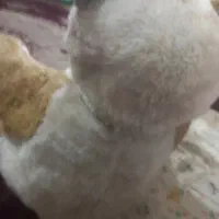 پاندای  کنفوکار بی سلاح