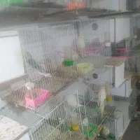 مرغ عشق نژاد هلندی دانه ۲۰۰هزارتومان|پرنده|تربتحیدریه, فردوسی جنوبی|دیوار