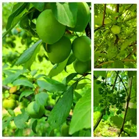 ۴۳۰۰ متر با بنای سنتی،معاوضه با ملک تهران یا کرج|فروش زمین و ملک کلنگی|آستانه اشرفیه, |دیوار