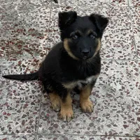 توله سگ ژرمن