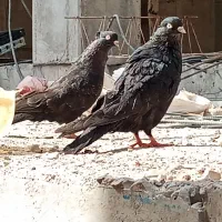 یه جفت سیاه آبادانی