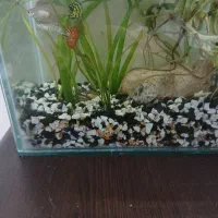 ماهی گوپی بهمراه گیاه و آکواریوم کوچک